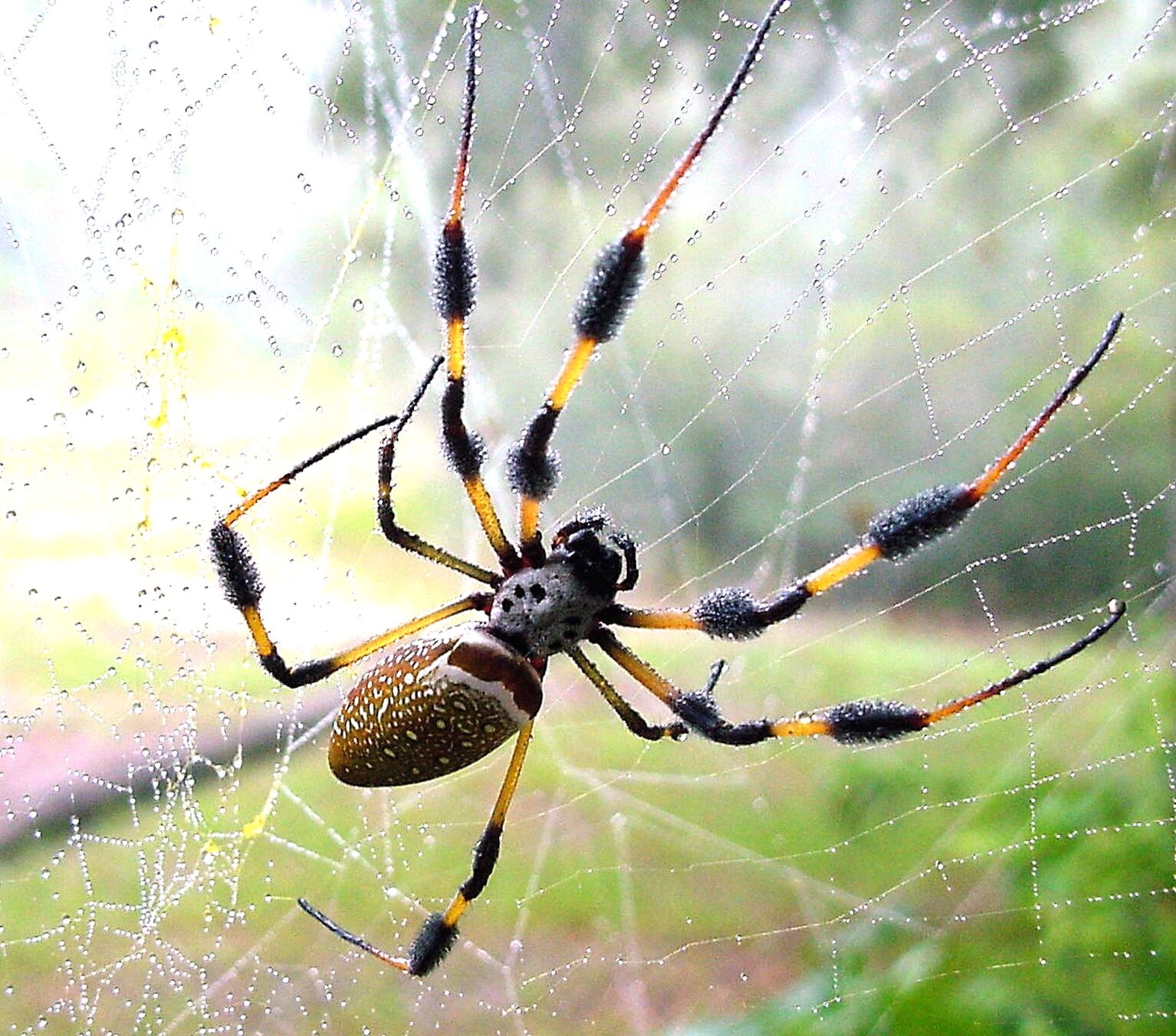 Golden Silk orbweaver with yellow fibers